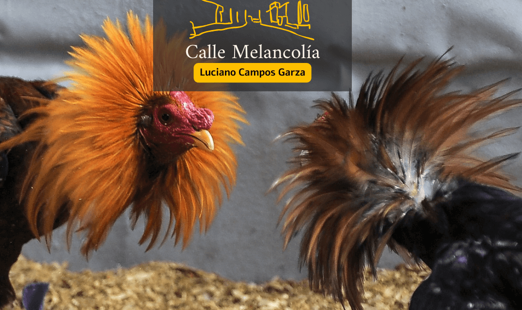 Gallos de palenque