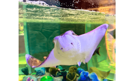 Nuevo acuario Monterrey: aventura submarina en la ciudad