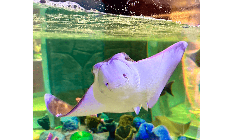 Nuevo acuario Monterrey: aventura submarina en la ciudad