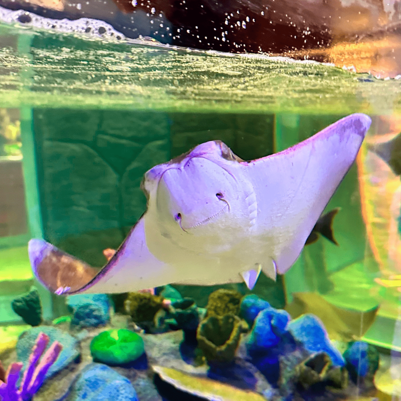 Acuario Sealand en Monterrey