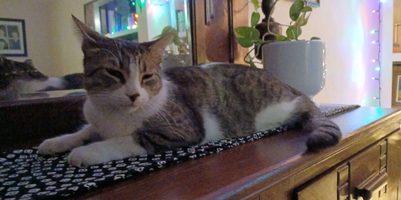 Beneficios de adoptar un gato para las familias