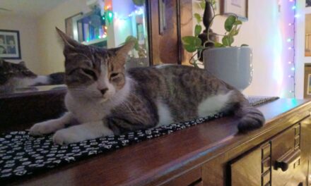 Beneficios de adoptar un gato para las familias
