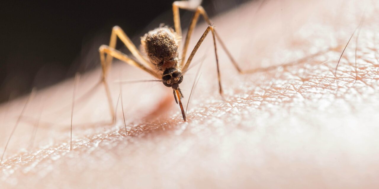 Piden reforzar prevención contra el dengue en Nuevo León