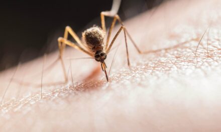 Piden reforzar prevención contra el dengue en Nuevo León
