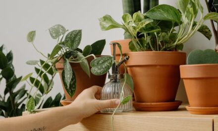Plantas de interior que ayudan a purificar el aire en tu hogar