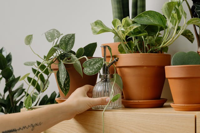 Plantas de interior que ayudan a purificar el aire en tu hogar
