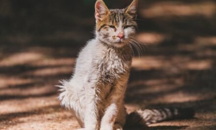 Modifican ley para proteger a animales rescatados