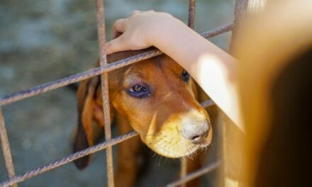 Ley contra maltrato animal en NL, ¿en qué consiste?