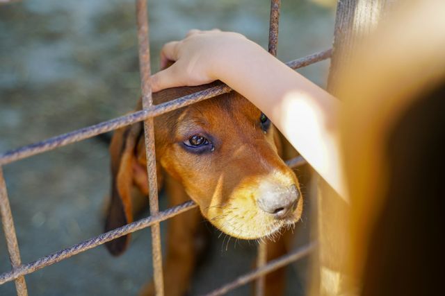 Ley contra maltrato animal en NL, ¿en qué consiste?